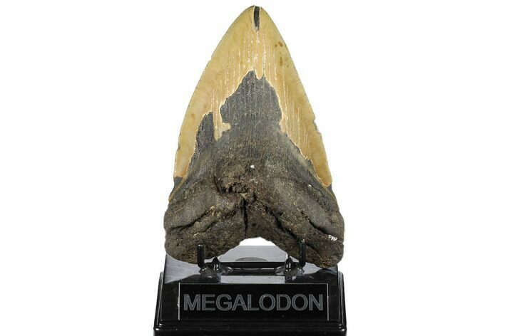 Fossil Megalodon Tooth - North Carolina #183319